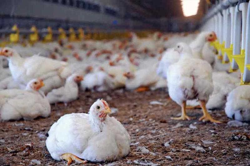 AP: 28,000 chickens die from bird flu