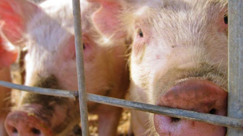 कोरोना के ख़ौफ़ के बीच असम में अफ़्रीकी स्वाइन फ़्लू की दस्तक, 2500 सुअर मरे