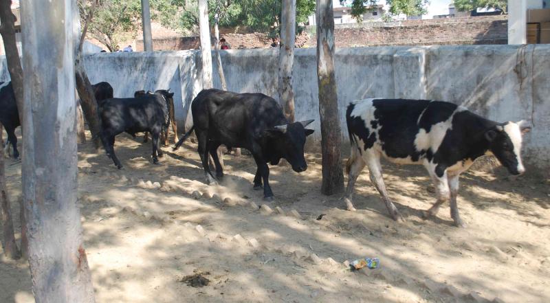 गायों के बारे में जानकारी बढ़ाने के लिए परीक्षा कराएगी मोदी सरकार