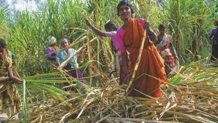 गन्ना किसान 15 रुपये की बढ़ोतरी से कैसे खुश होंगे साहब, उनका बकाया तो दो