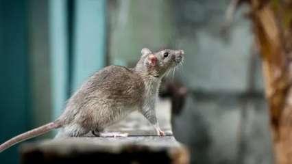 नशेड़ी चूहेः मथुरा में 500 किलोग्राम गांजा खा गए!