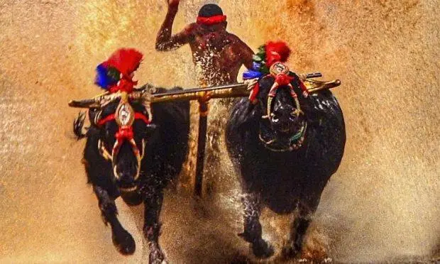 Bengaluru Kambala: ಇಂದು ಕುದಿ ಕಂಬಳಕ್ಕೆ ಚಾಲನೆ | udayavani